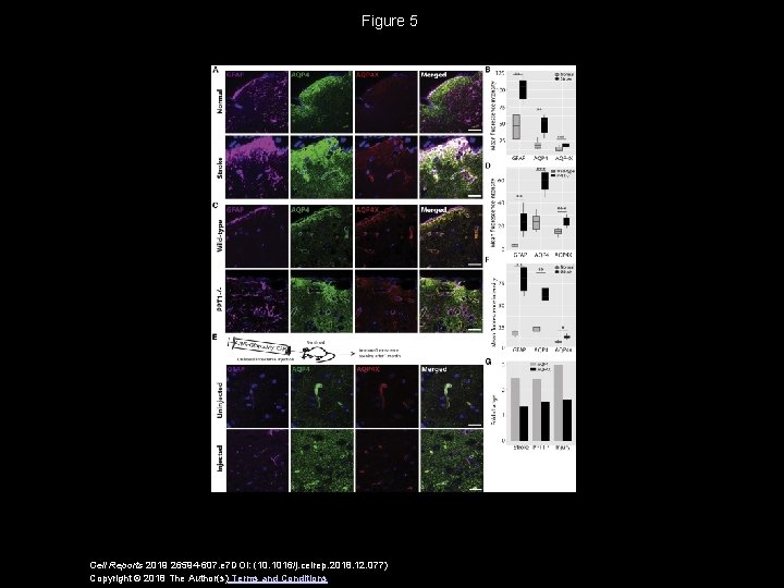 Figure 5 Cell Reports 2019 26594 -607. e 7 DOI: (10. 1016/j. celrep. 2018.