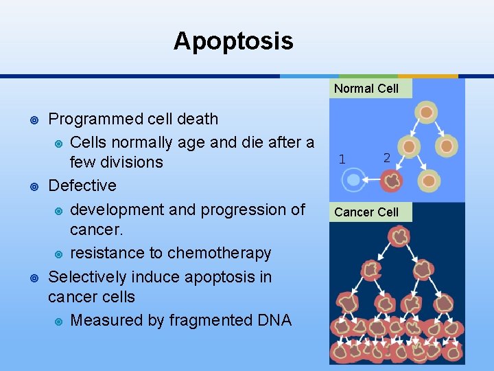 Apoptosis Normal Cell ¥ ¥ ¥ Programmed cell death ¥ Cells normally age and