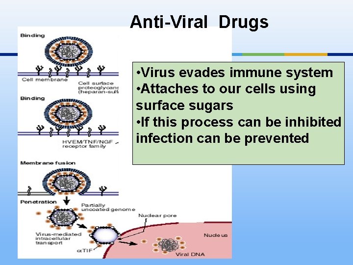 Anti-Viral Drugs • Virus evades immune system • Attaches to our cells using surface