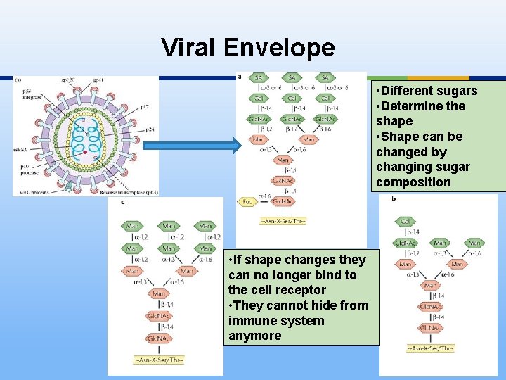 Viral Envelope • Different sugars • Determine the shape • Shape can be changed