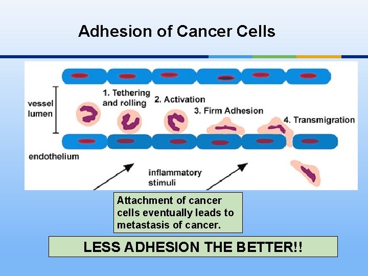 Adhesion of Cancer Cells Attachment of cancer cells eventually leads to metastasis of cancer.