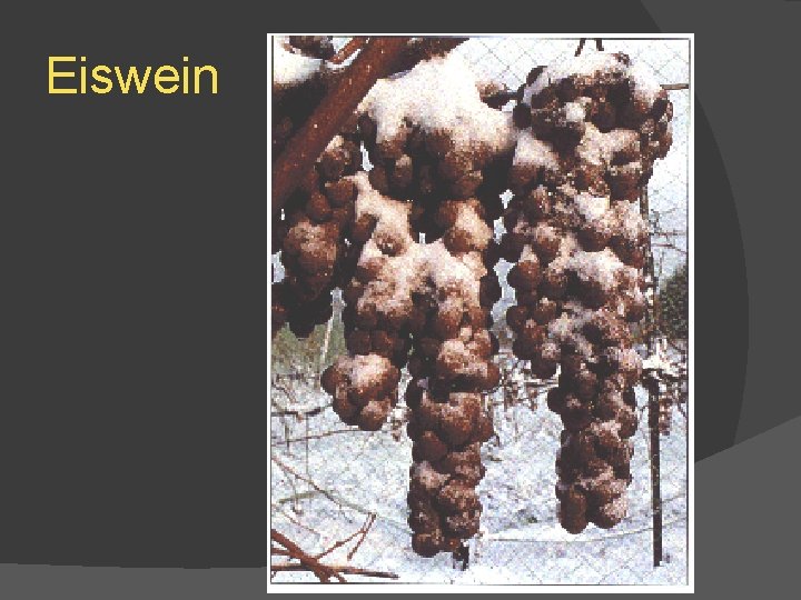 Eiswein 