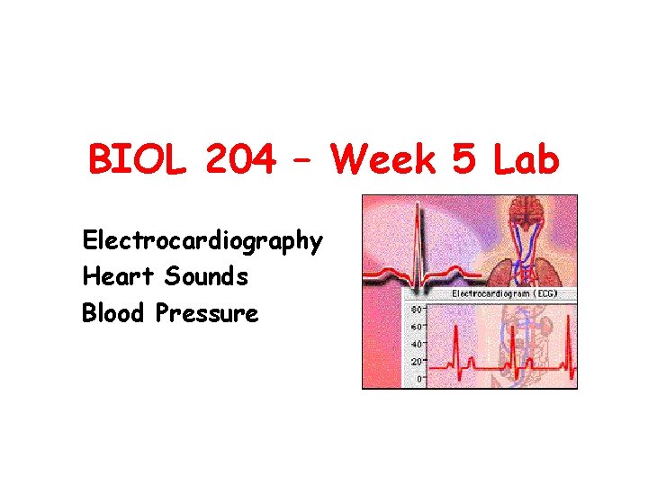 BIOL 204 – Week 5 Lab Electrocardiography Heart Sounds Blood Pressure 