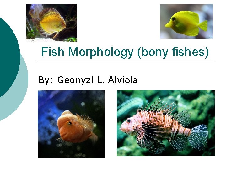 Fish Morphology (bony fishes) By: Geonyzl L. Alviola 