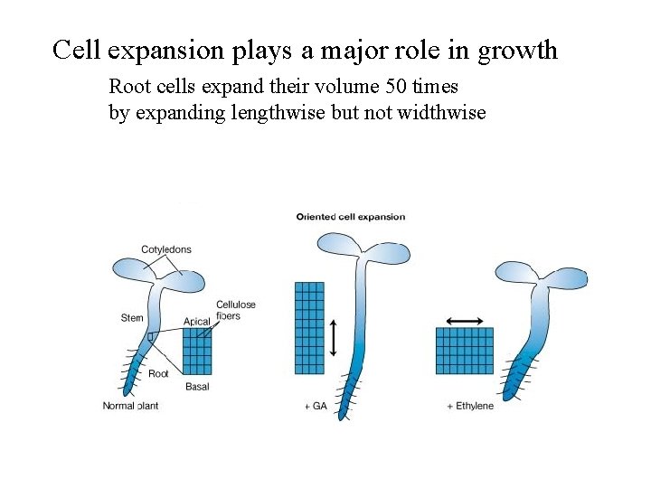 Cell expansion plays a major role in growth Root cells expand their volume 50