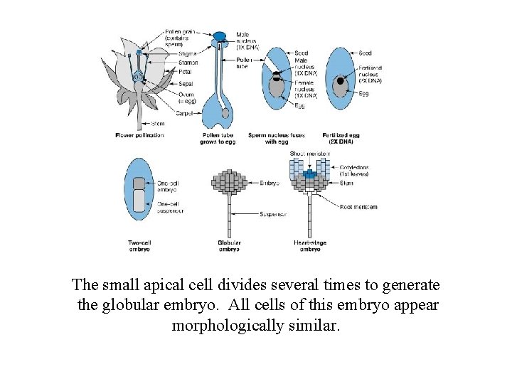 The small apical cell divides several times to generate the globular embryo. All cells
