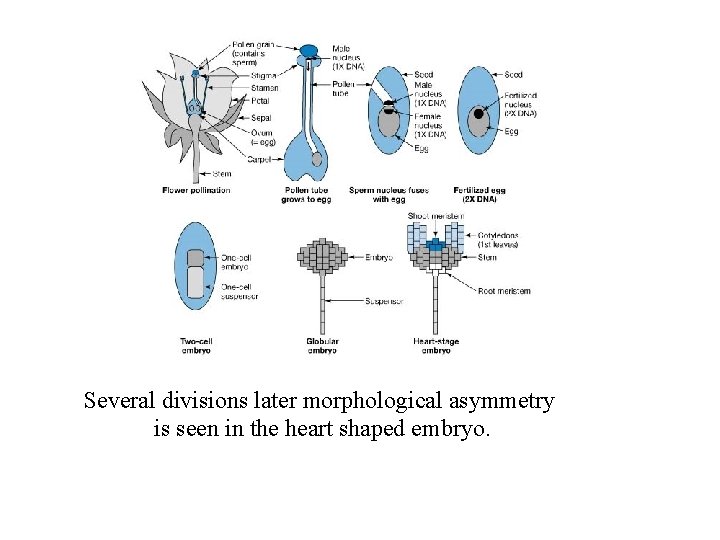 Several divisions later morphological asymmetry is seen in the heart shaped embryo. 