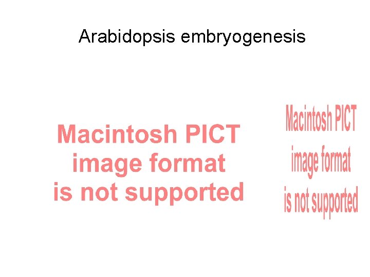 Arabidopsis embryogenesis 
