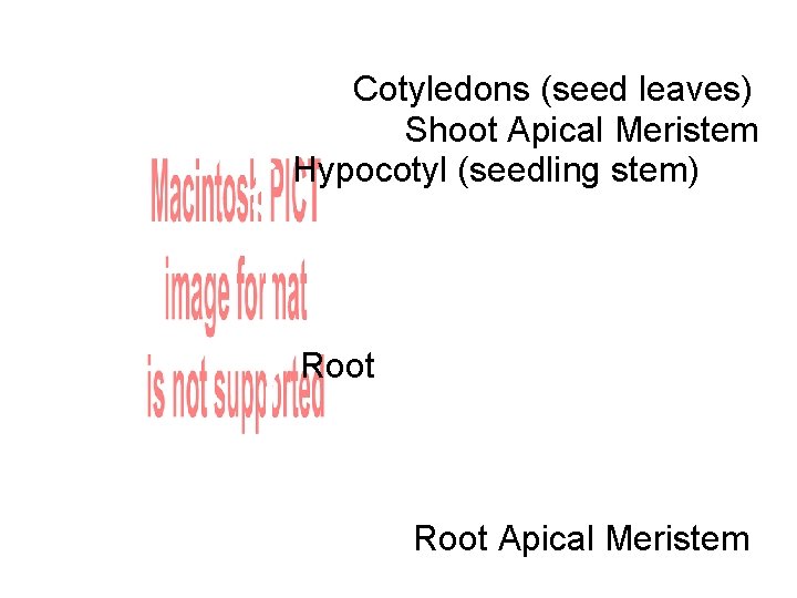 Cotyledons (seed leaves) Shoot Apical Meristem Hypocotyl (seedling stem) Root Apical Meristem 