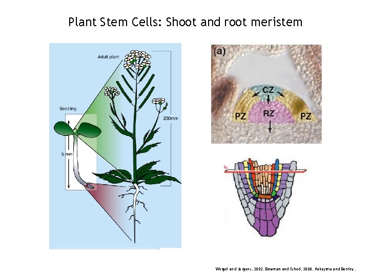 Plant Stem Cells: Shoot and root meristem Weigel and Jürgens, 2002; Bowman and Eshed,