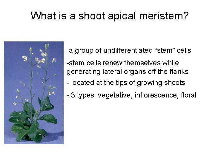 What is a shoot apical meristem? -a group of undifferentiated “stem” cells -stem cells
