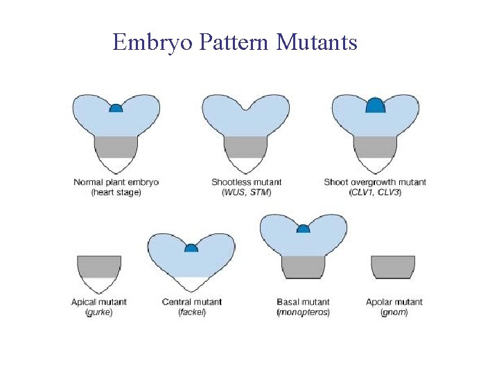 Embryo Pattern Mutants 