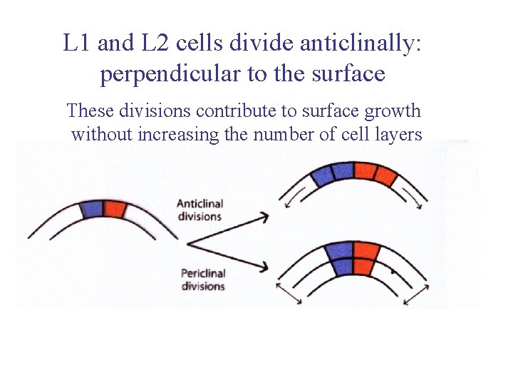 L 1 and L 2 cells divide anticlinally: perpendicular to the surface These divisions
