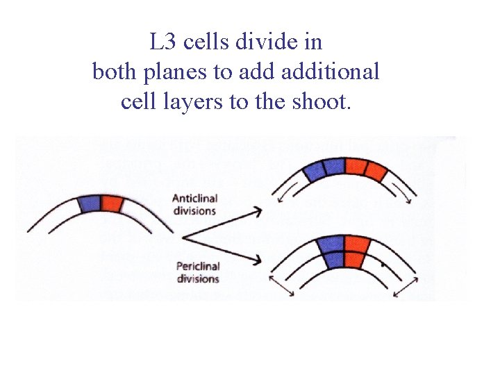 L 3 cells divide in both planes to additional cell layers to the shoot.