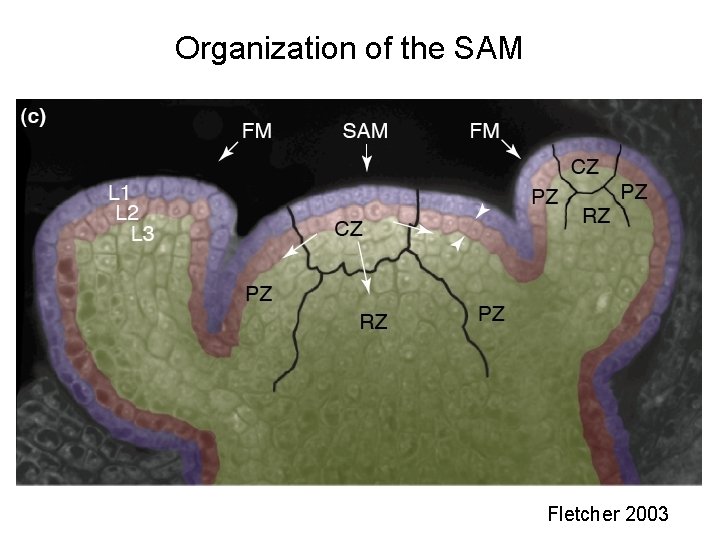 Organization of the SAM Fletcher 2003 