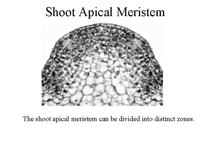 Shoot Apical Meristem The shoot apical meristem can be divided into distinct zones. 