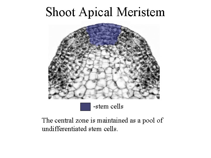 Shoot Apical Meristem -stem cells The central zone is maintained as a pool of