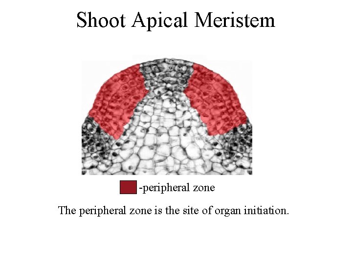 Shoot Apical Meristem -peripheral zone The peripheral zone is the site of organ initiation.