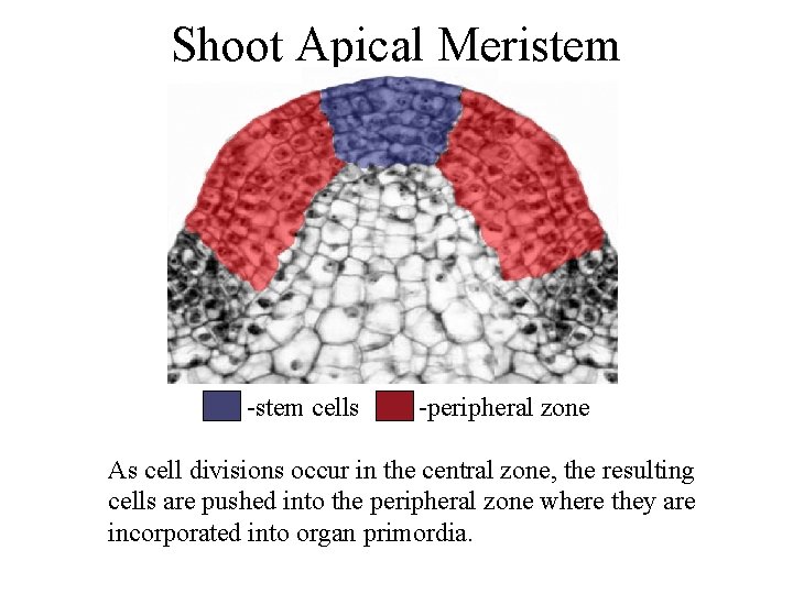 Shoot Apical Meristem -stem cells -peripheral zone As cell divisions occur in the central