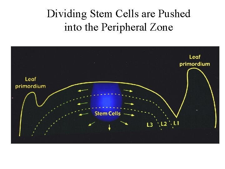 Dividing Stem Cells are Pushed into the Peripheral Zone 