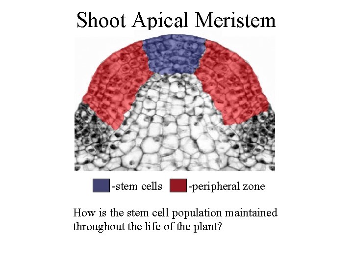 Shoot Apical Meristem -stem cells -peripheral zone How is the stem cell population maintained