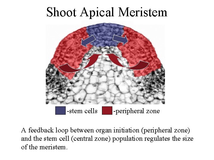 Shoot Apical Meristem -stem cells -peripheral zone A feedback loop between organ initiation (peripheral