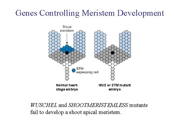 Genes Controlling Meristem Development Normal heartstage embryo WUS or STM mutant embryo WUSCHEL and