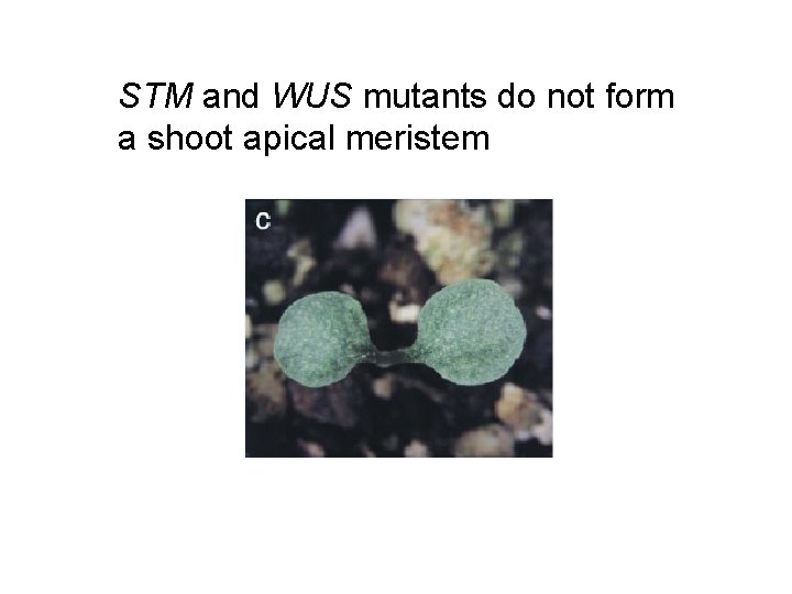 STM and WUS mutants do not form a shoot apical meristem 
