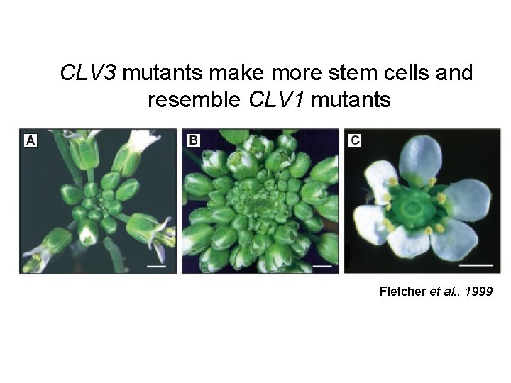 CLV 3 mutants make more stem cells and resemble CLV 1 mutants Fletcher et