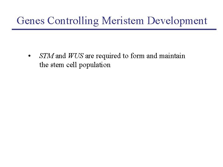 Genes Controlling Meristem Development • STM and WUS are required to form and maintain