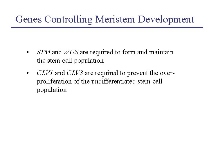 Genes Controlling Meristem Development • STM and WUS are required to form and maintain