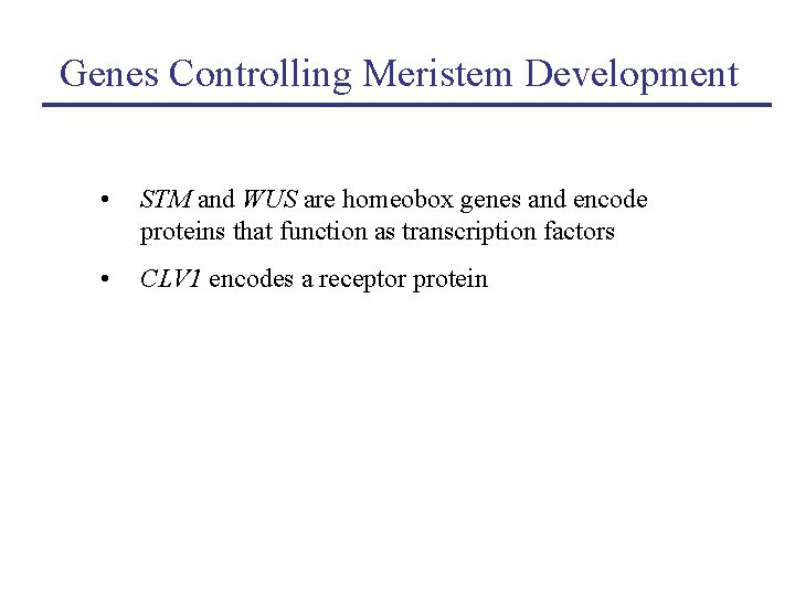 Genes Controlling Meristem Development • STM and WUS are homeobox genes and encode proteins