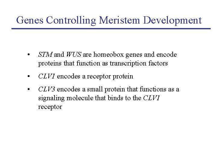Genes Controlling Meristem Development • STM and WUS are homeobox genes and encode proteins