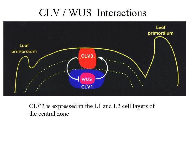 CLV / WUS Interactions CLV 3 is expressed in the L 1 and L