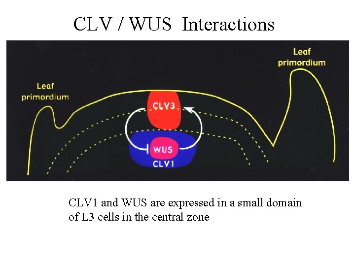 CLV / WUS Interactions CLV 1 and WUS are expressed in a small domain