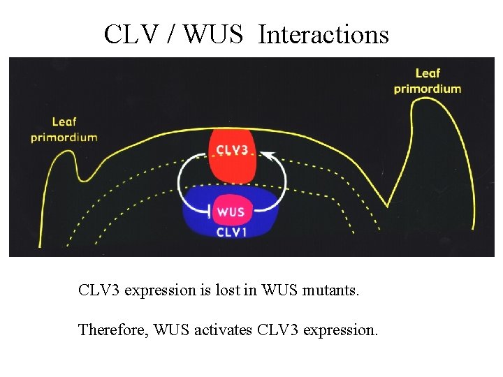 CLV / WUS Interactions CLV 3 expression is lost in WUS mutants. Therefore, WUS