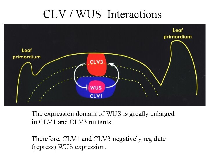 CLV / WUS Interactions The expression domain of WUS is greatly enlarged in CLV