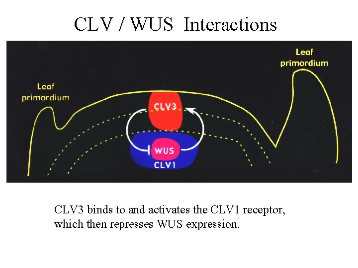 CLV / WUS Interactions CLV 3 binds to and activates the CLV 1 receptor,