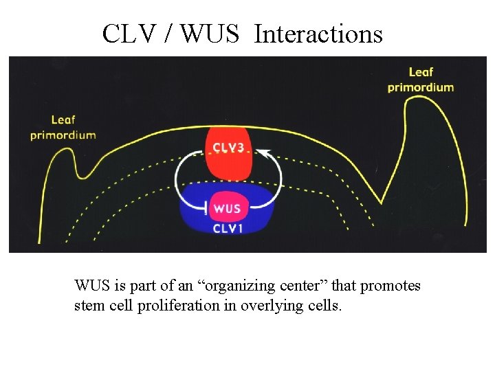 CLV / WUS Interactions WUS is part of an “organizing center” that promotes stem