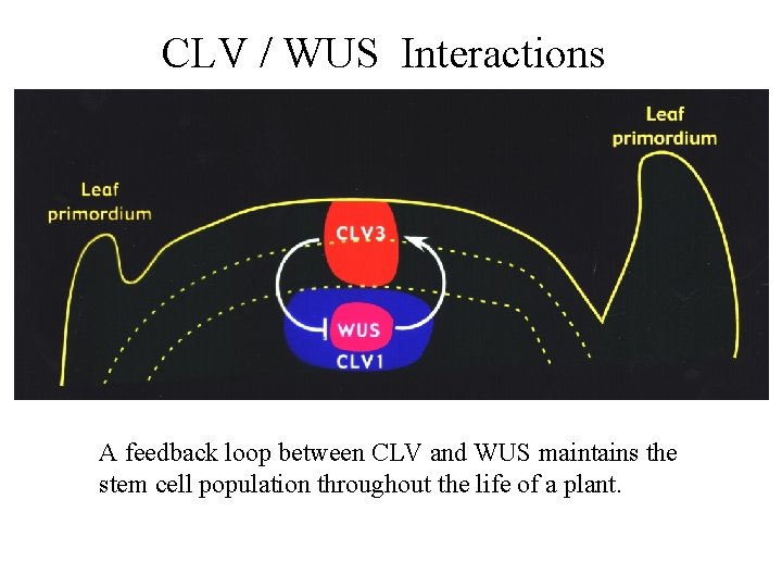 CLV / WUS Interactions A feedback loop between CLV and WUS maintains the stem