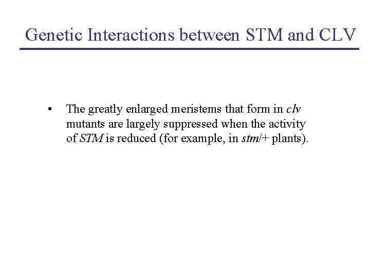 Genetic Interactions between STM and CLV • The greatly enlarged meristems that form in