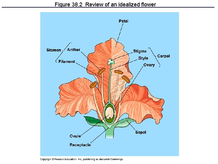 Figure 38. 2 Review of an idealized flower 