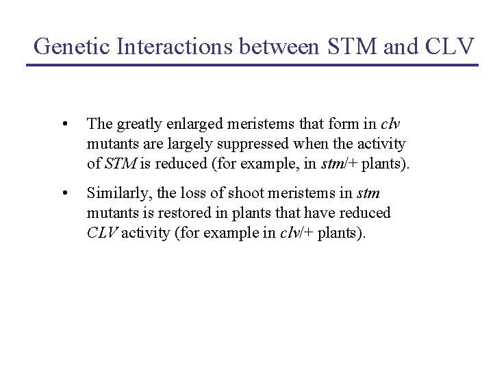 Genetic Interactions between STM and CLV • The greatly enlarged meristems that form in
