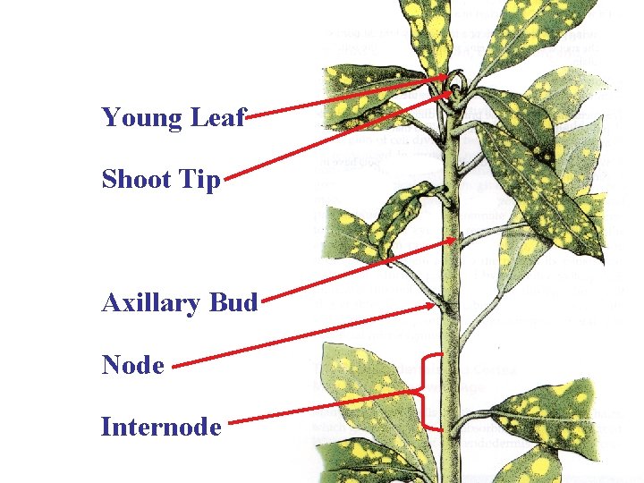 Young Leaf Shoot Tip Axillary Bud Node Internode 