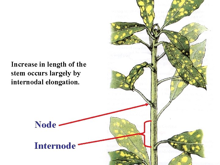 Increase in length of the stem occurs largely by internodal elongation. Node Internode 