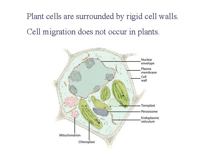 Plant cells are surrounded by rigid cell walls. Cell migration does not occur in