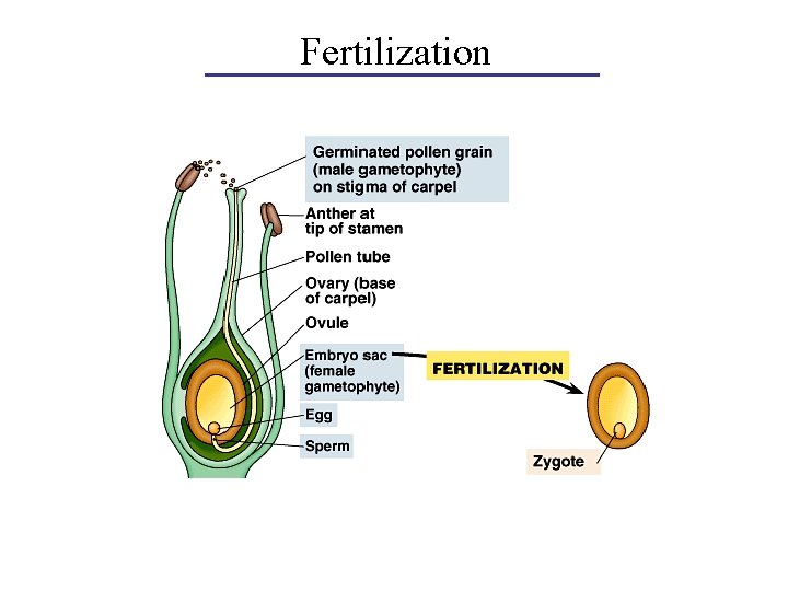 Fertilization 