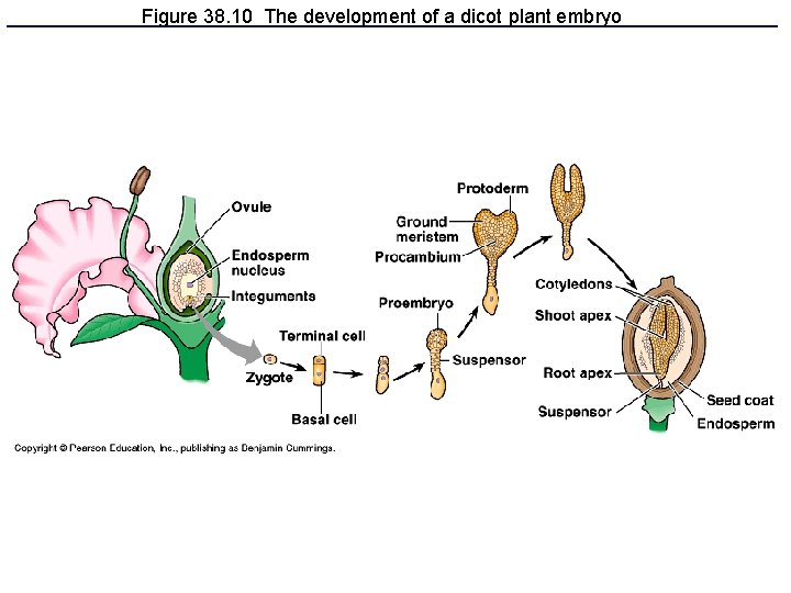 Figure 38. 10 The development of a dicot plant embryo 