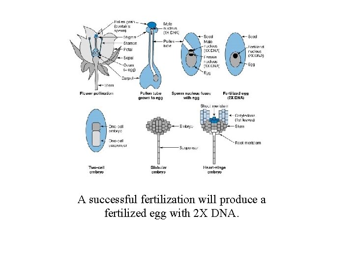 A successful fertilization will produce a fertilized egg with 2 X DNA. 