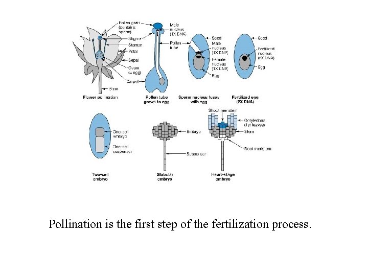 Pollination is the first step of the fertilization process. 